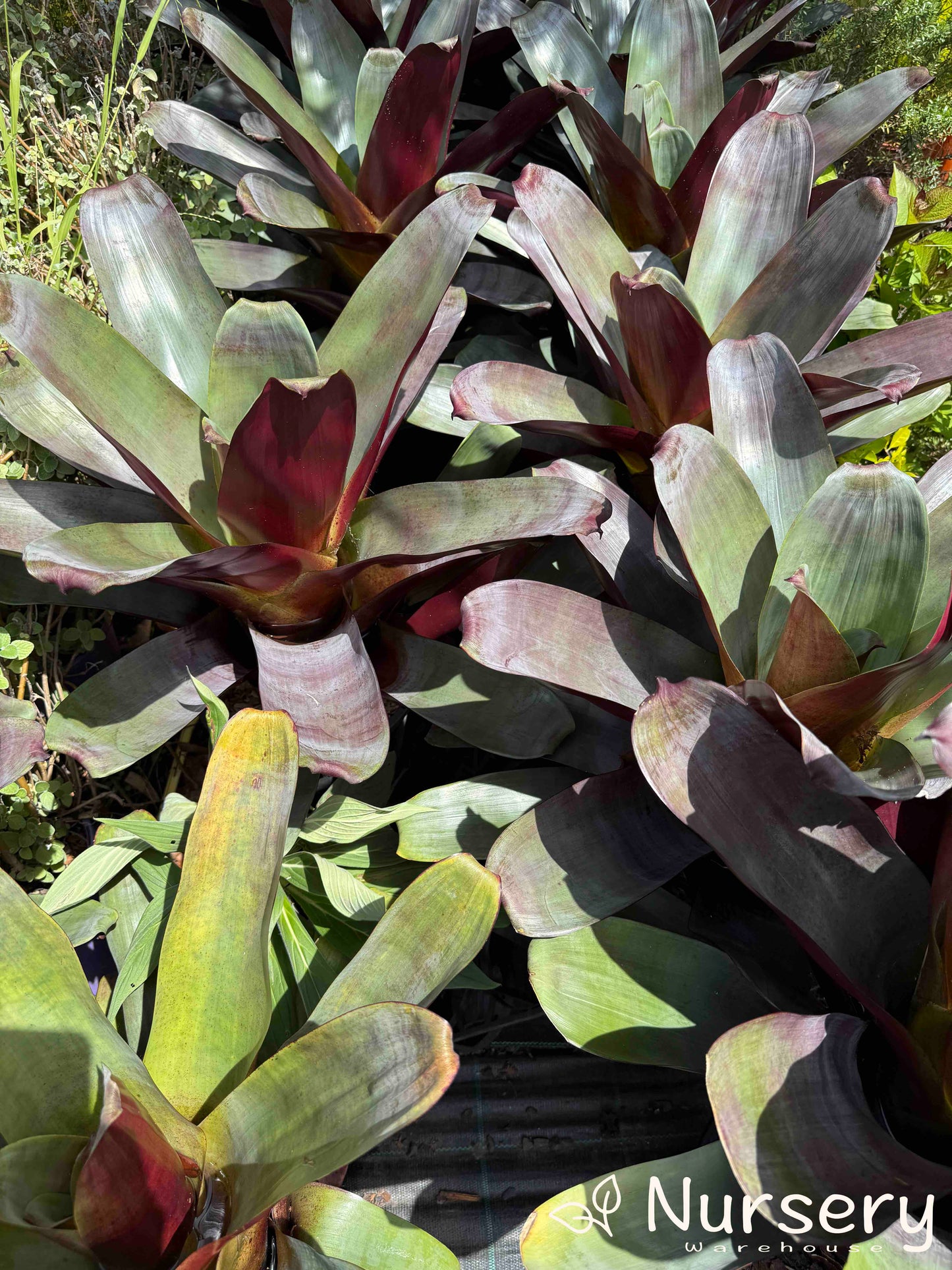 Detailed view of the striking leaves and rich colours of Alcantarea Imperialis (Giant Bromeliad), showcasing its bold, rosette form.