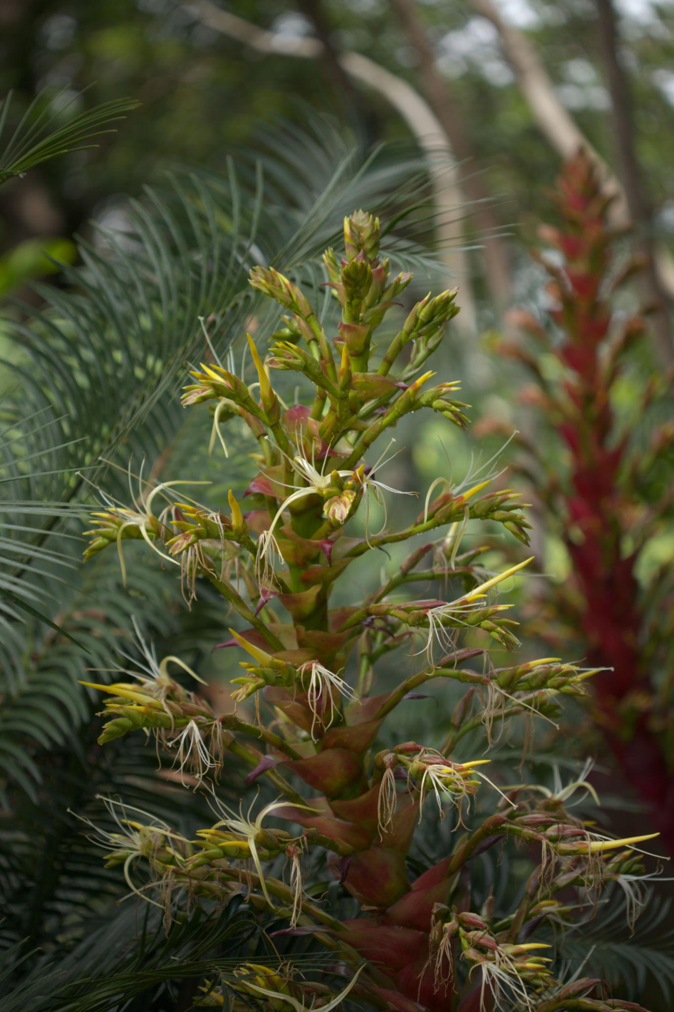 Alcantarea Imperialis (Imperial Bromeliad)
