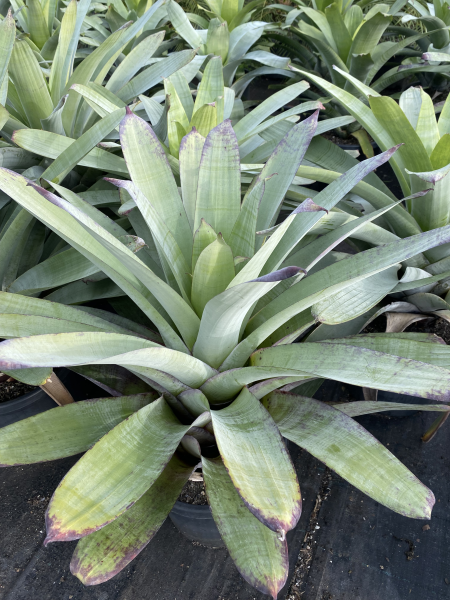 Alcantarea Extensa (Bromeliad)