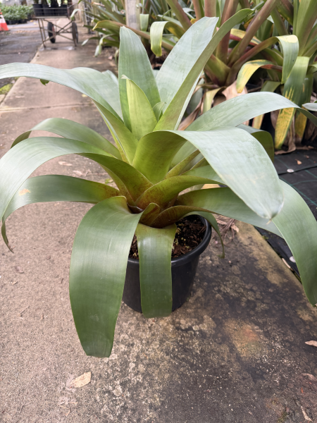Alcantarea imperialis 'Rubra' (Bromeliad)