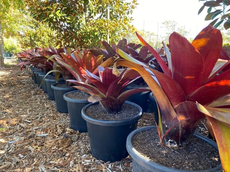 Alcantarea imperialis 'Rubra' (Bromeliad)