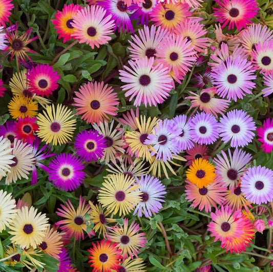 Carpobrotus Glaucescens (Pigface Pink)