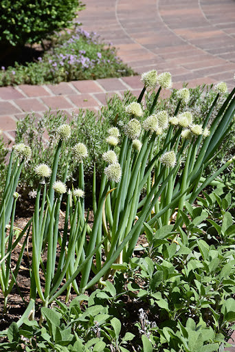 Allium Fistulosum (Spring Onion)