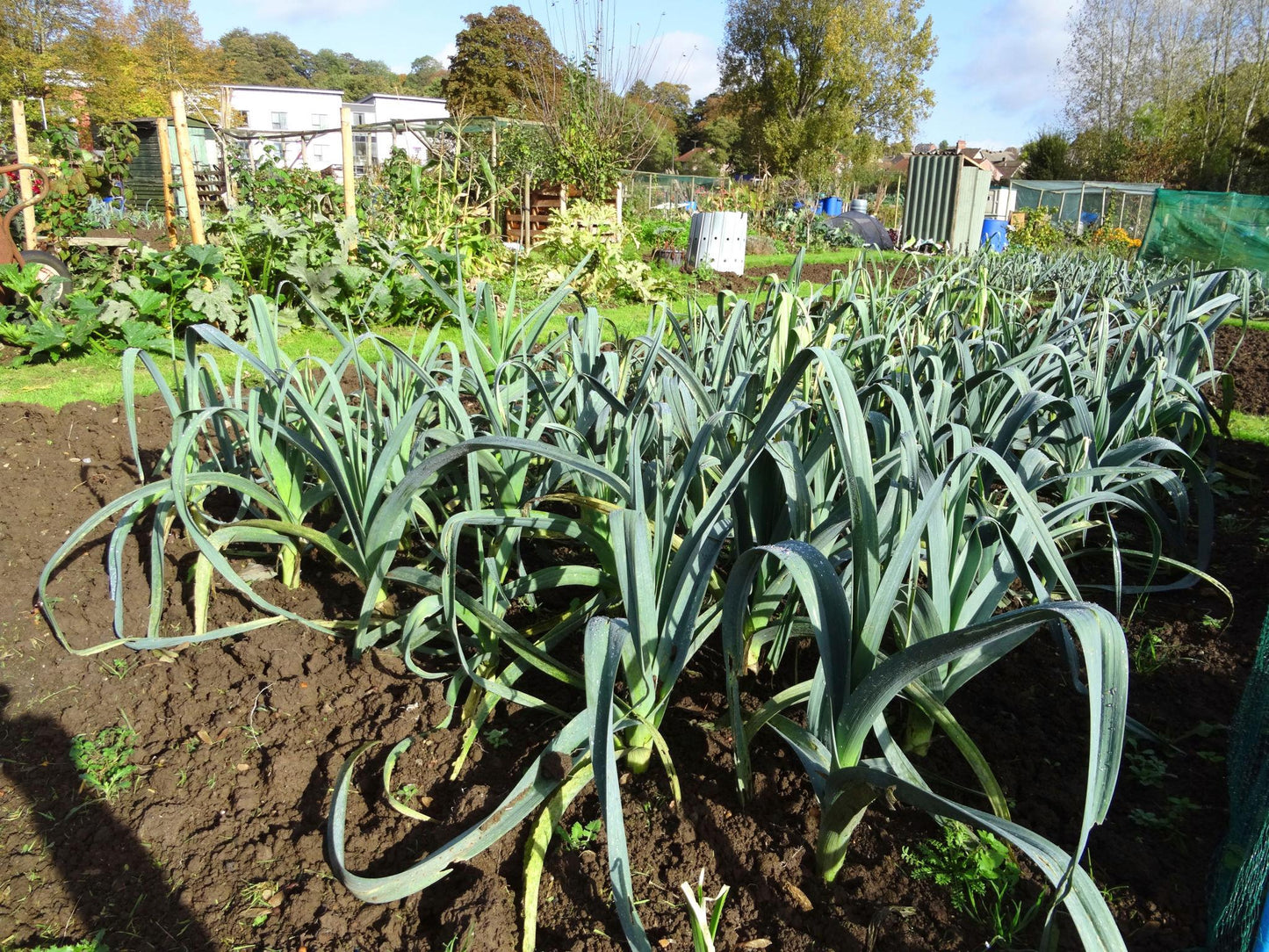 Allium Porrum (Leek)