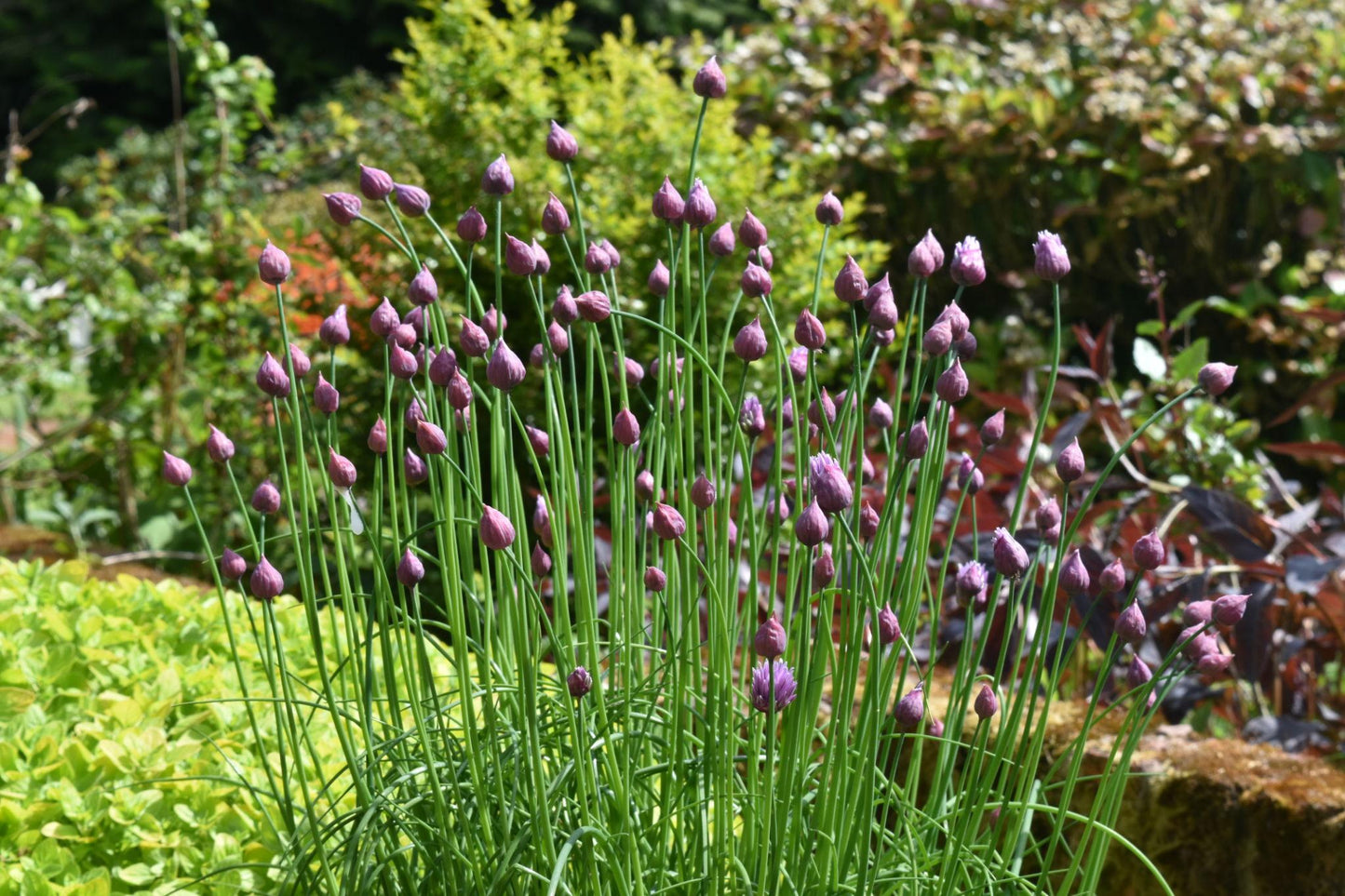 Allium Schoenoprasum (Onion Chives)