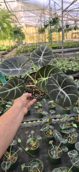 Alocasia Reginula 'Black Velvet' (Black Velvet Alocasia)