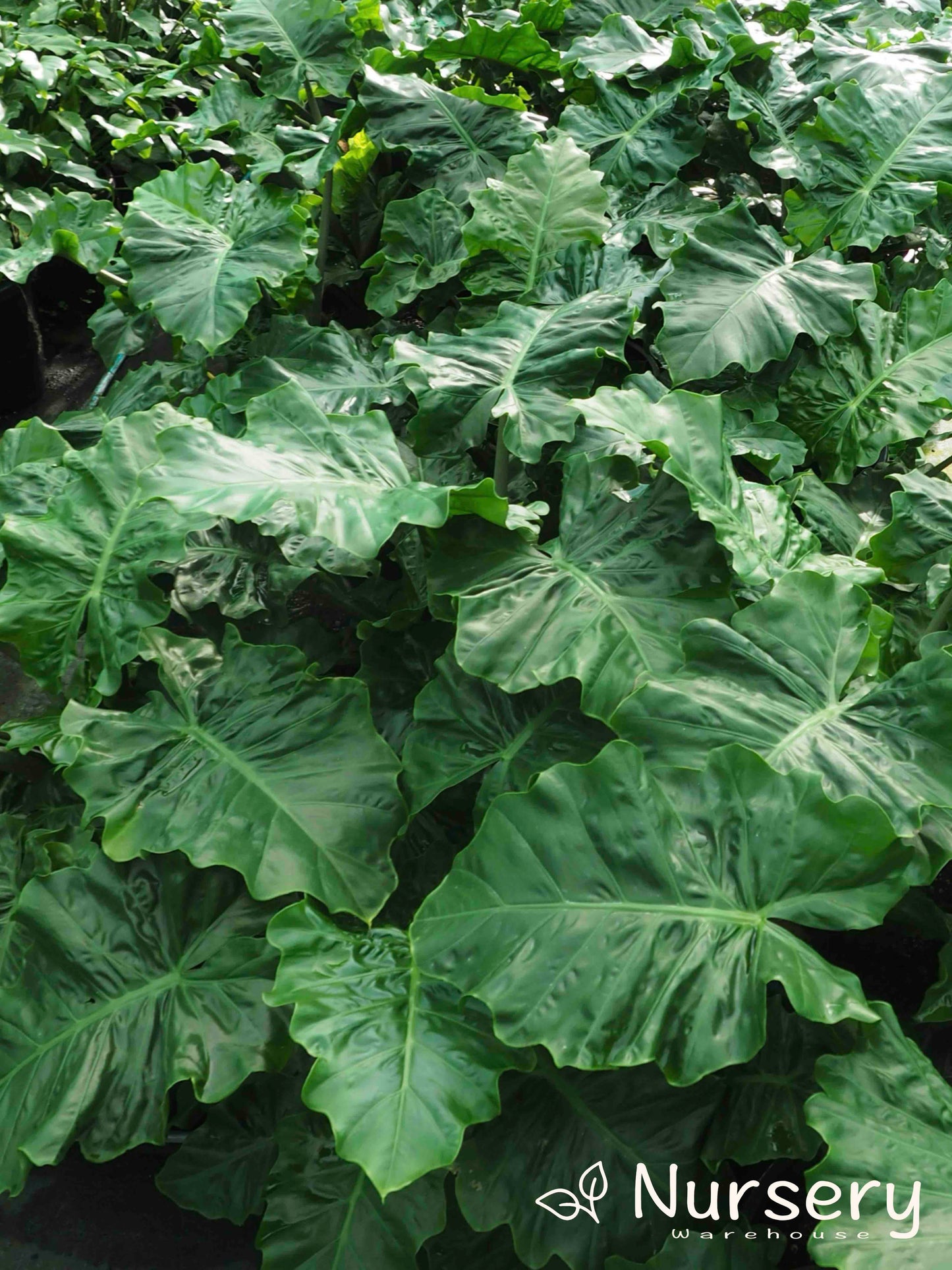 Alocasia 'Low Rider' (Low Rider Alocasia)