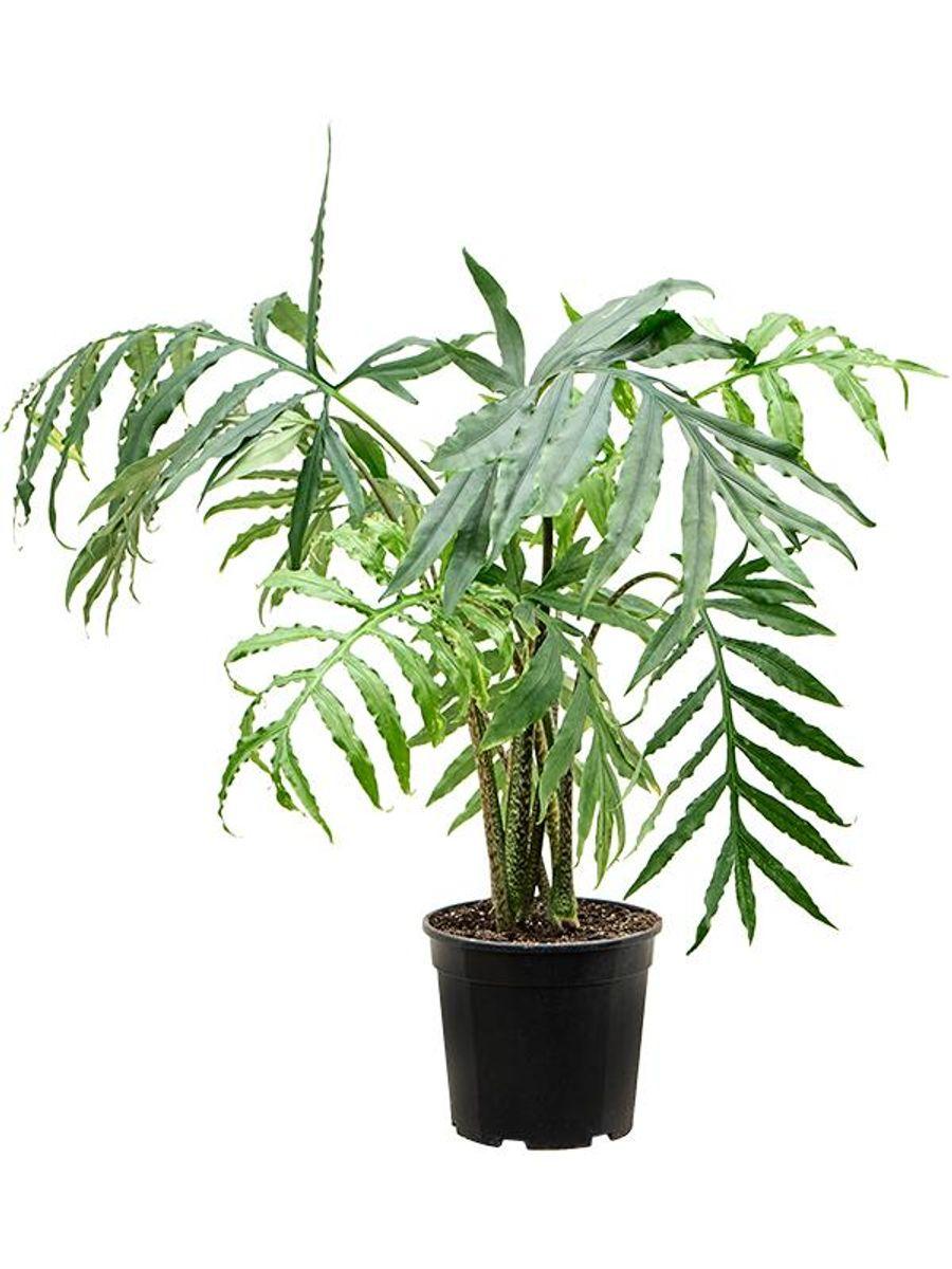 Alocasia brancifolia Serpents Tail (Serpent’s Tail Alocasia)