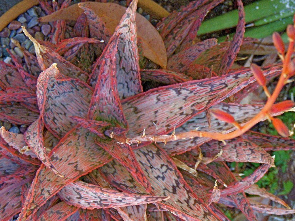 Aloe ‘Pink Blush’ (Aloe)