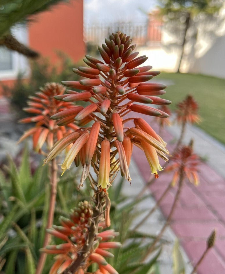aloe vera plant orange flower Gemini Aloe – Compact Succulent with Red-Orange Flowers