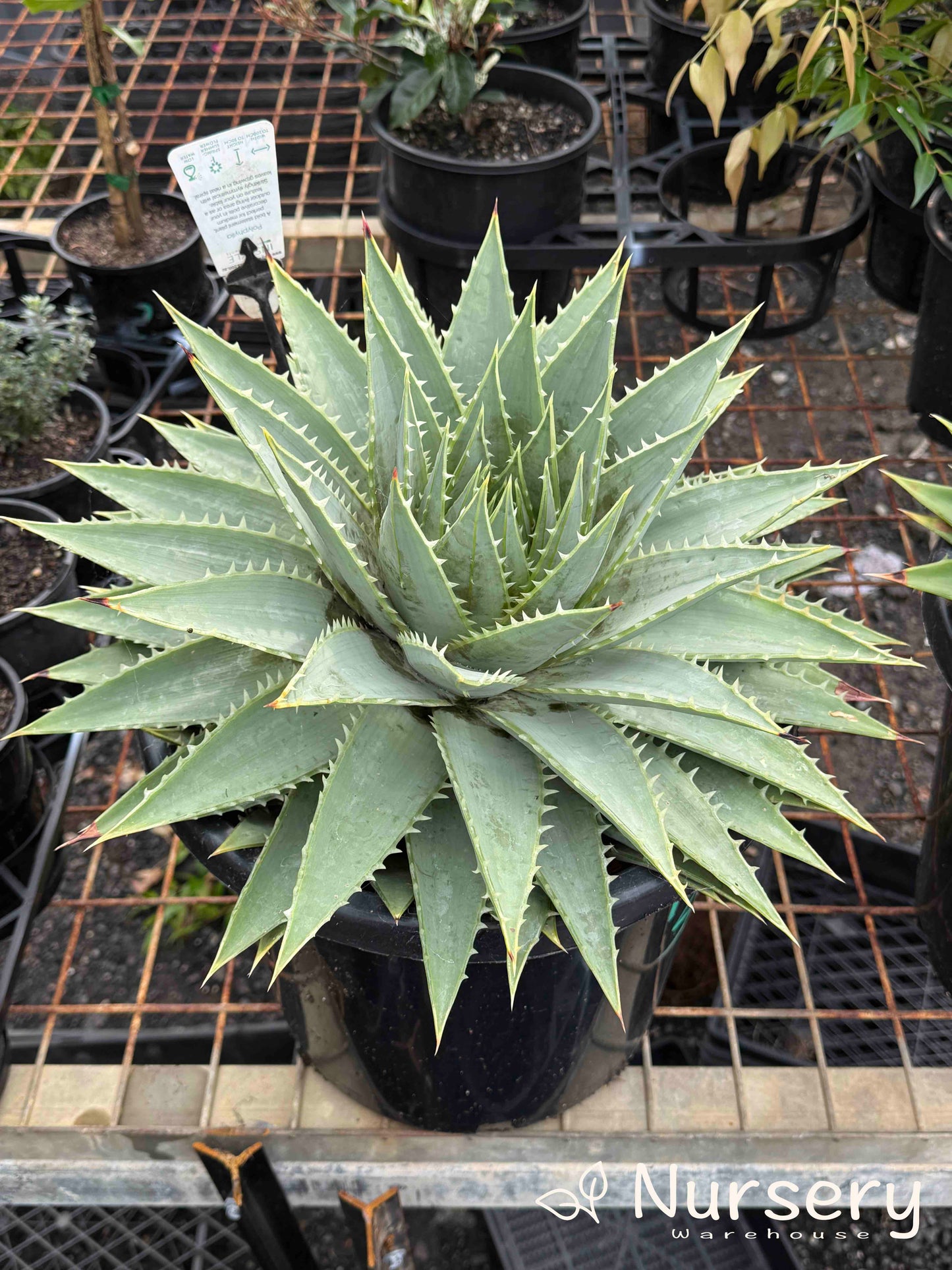 Aloe Polyphylla (Spiral Aloe) – Tissue Culture