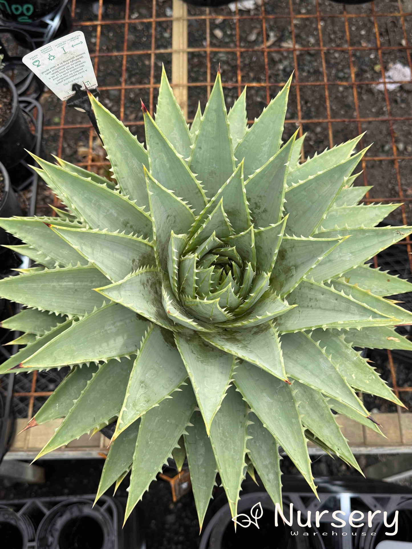 Aloe Polyphylla (Spiral Aloe) – Tissue Culture