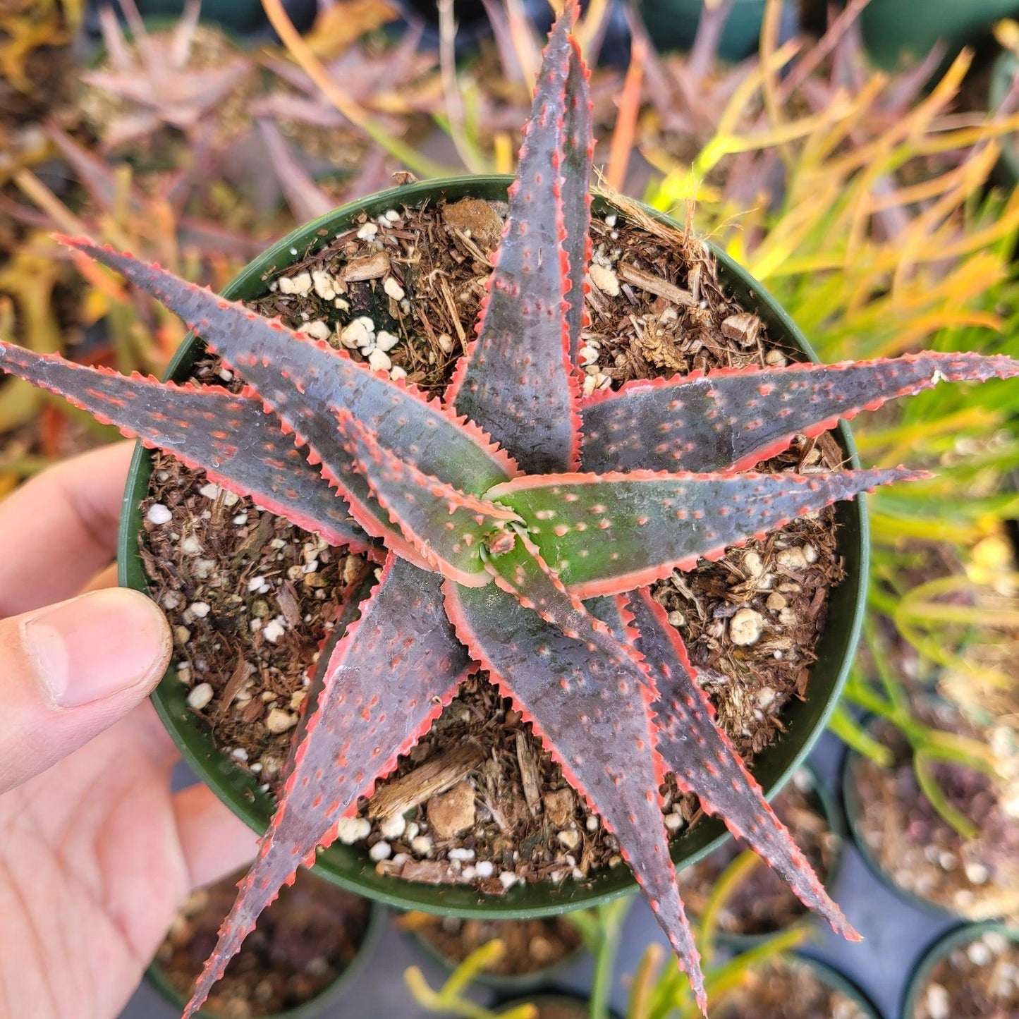 Aloe ‘Christmas Carol’ (Christmas Carol Aloe)