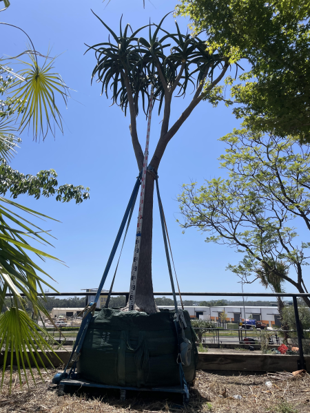 Aloidendron Barberae (Tree Aloe)