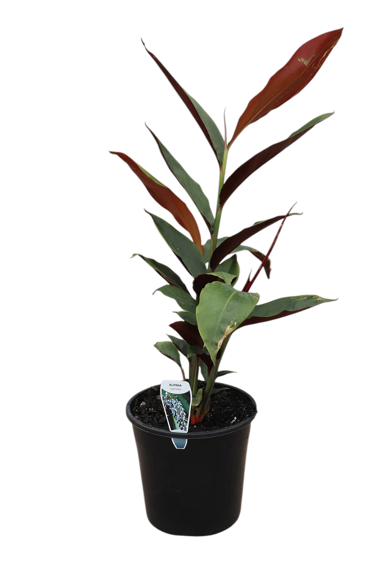 Alpinia Caerulea 'Red Back'