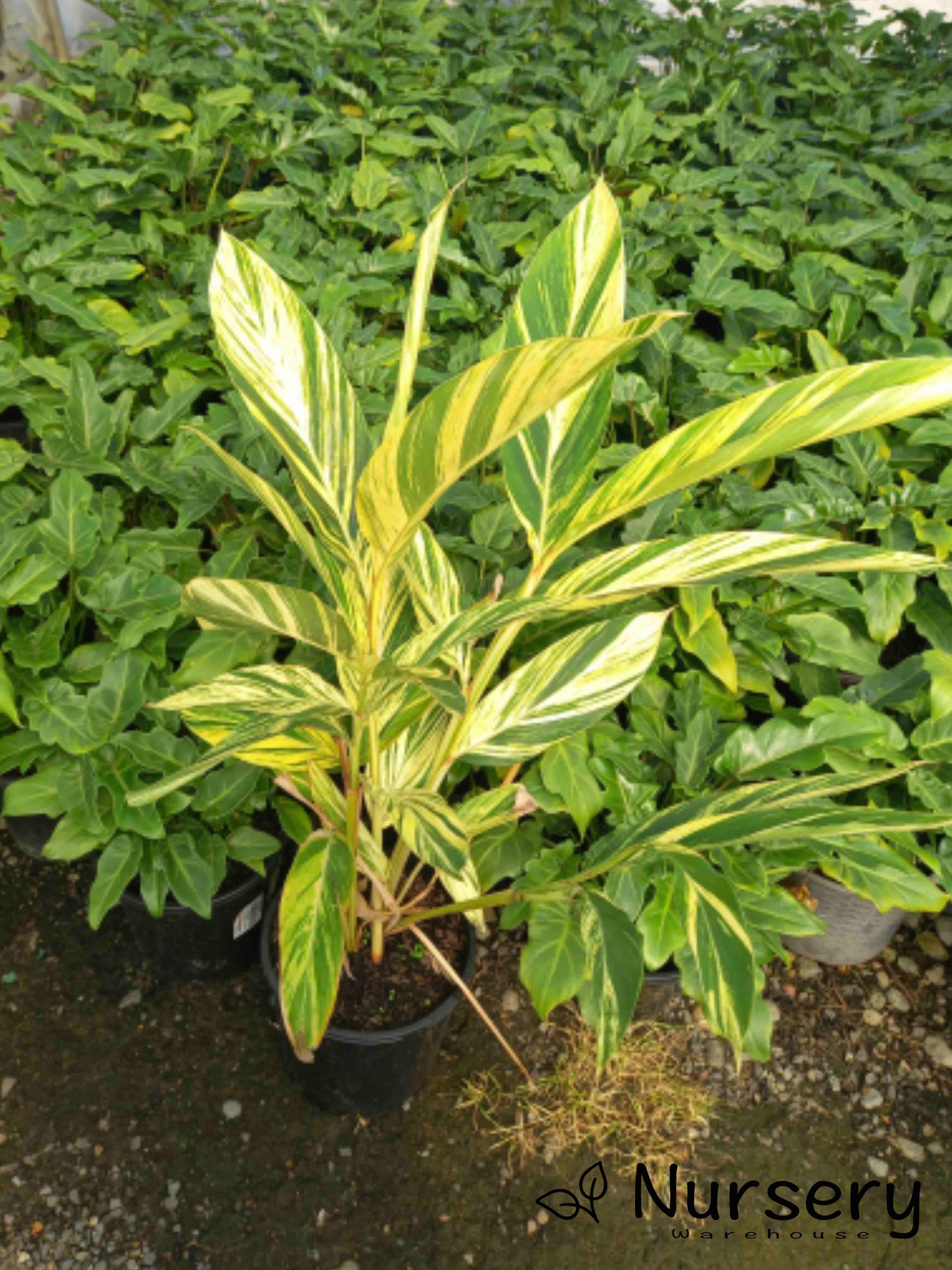 Alpinia Zerumbet 'Variegata' (Variegated Shell Ginger)