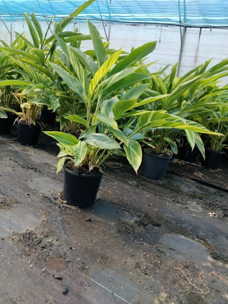 Alpinia Zerumbet 'Variegata' (Variegated Shell Ginger)