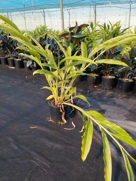 Alpinia Zerumbet 'Variegata' (Variegated Shell Ginger)