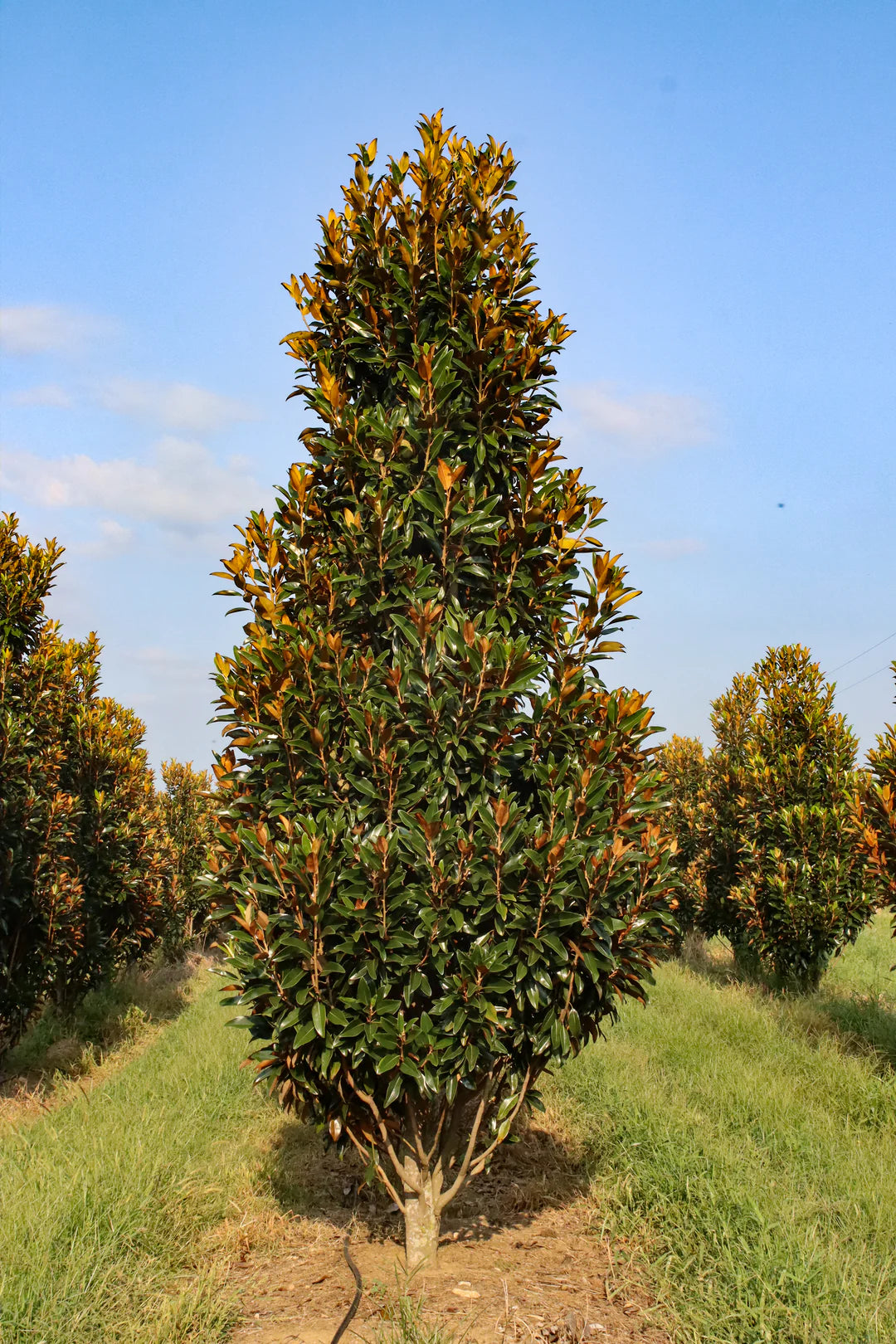 Magnolia Grandiflora ‘Alta™’ (TMGH)