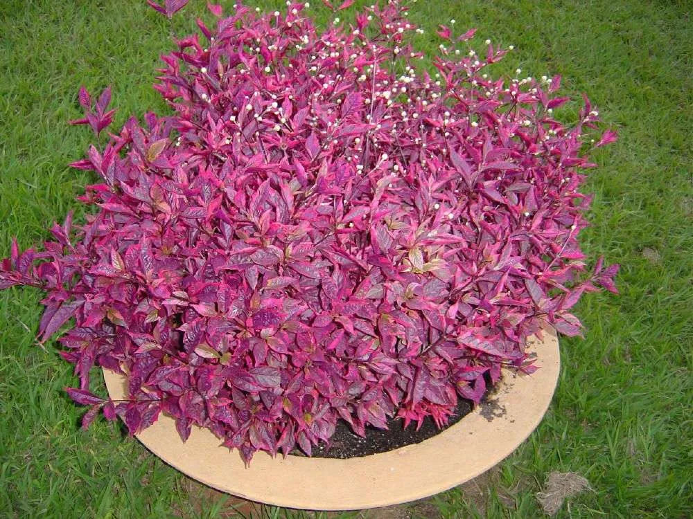 Alternanthera Dentata (Firebug)