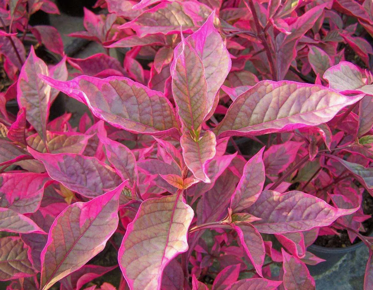 Alternanthera Dentata (Firebug)
