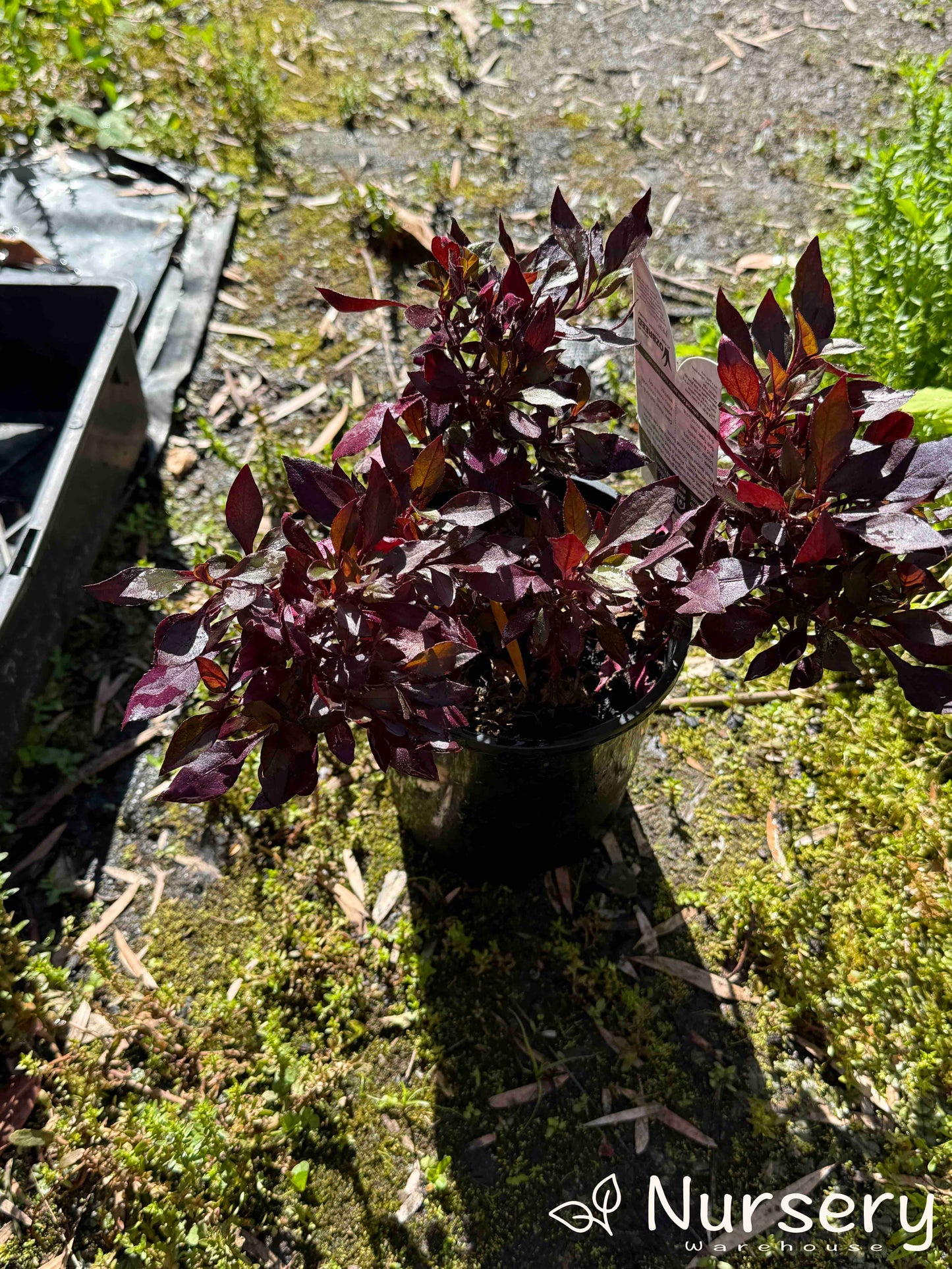 Close-up of Alternanthera Dentata 'Little Ruby' in a 140mm pot, displaying its striking red foliage, ideal for edging or ground cover.
