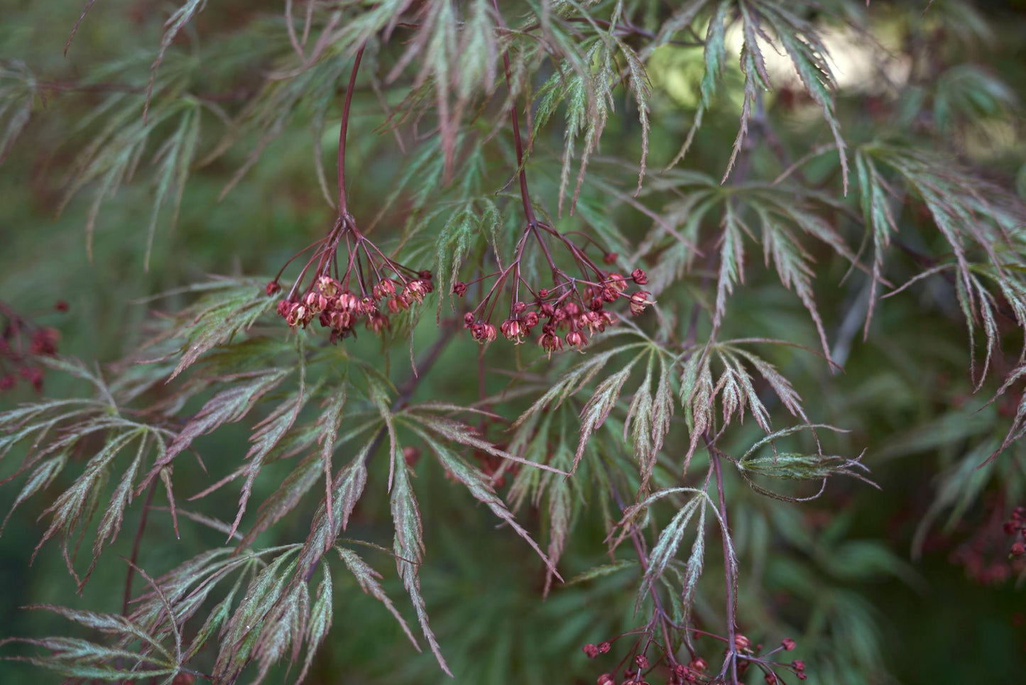 Acer Palmatum (Japanese Maple)