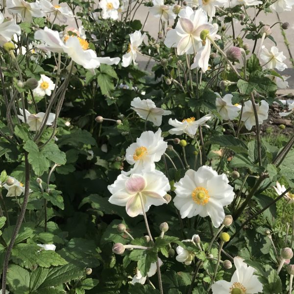 Anemone × hybrida ‘Elite Pure White’ – Japanese Anemone