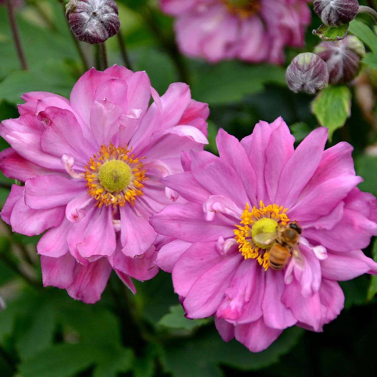 Anemone Hybrid ‘Sweetly’ (Fall In Love Sweetly Japanese Anemone)