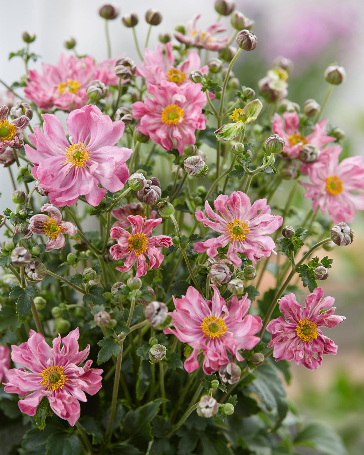 Anemone × Hybrida ‘Fantasy Belle’ (Japanese Windflower)