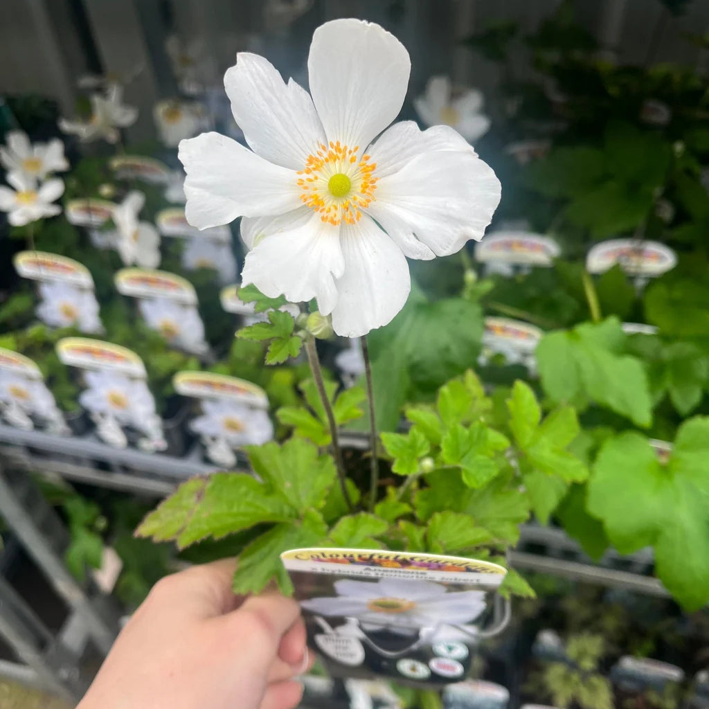 Anemone × Hybrida ‘Honorine Jobert’ (Japanese Anemone)
