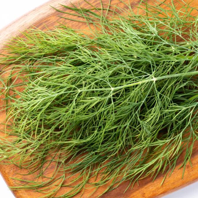 Anethum Graveolens (Dill)