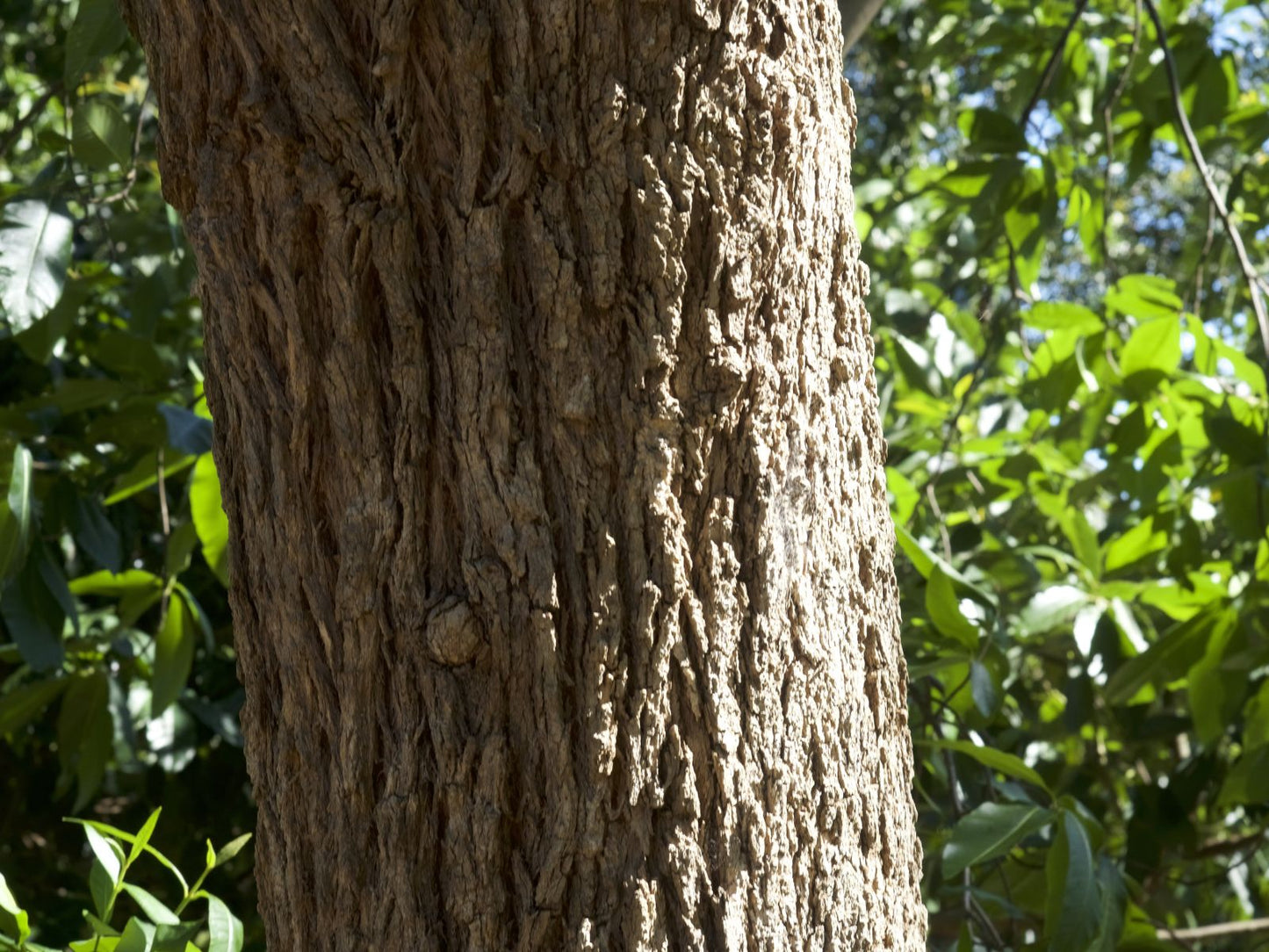 Detailed view of the rugged, fibrous bark of the Rough-barked Apple, showcasing its distinctive texture and character.