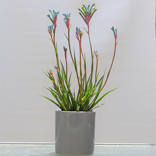 Anigozanthos Bush Celebrations Fireworks (Fireworks Kangaroo Paw)
