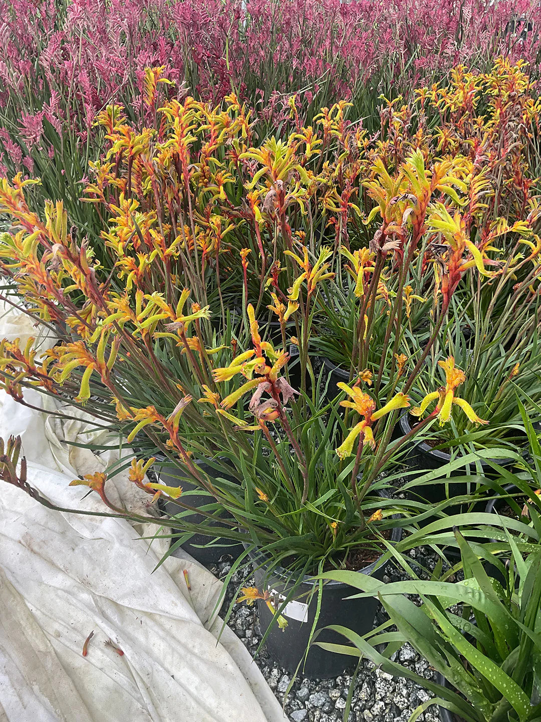 Anigozanthos ‘Bush Tenacity’ (Kangaroo Paw)