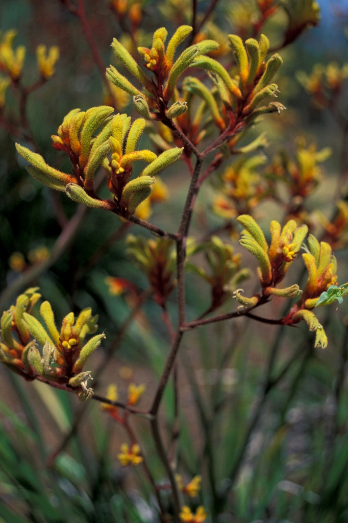 Anigozanthos Flavidus ‘Yellow Form’ (Yellow Kangaroo Paw)