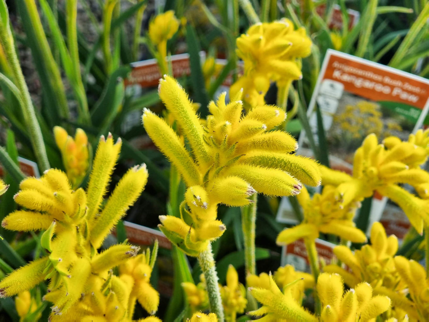 Anigozanthos 'Bush Zest' (Kangaroo Paw)