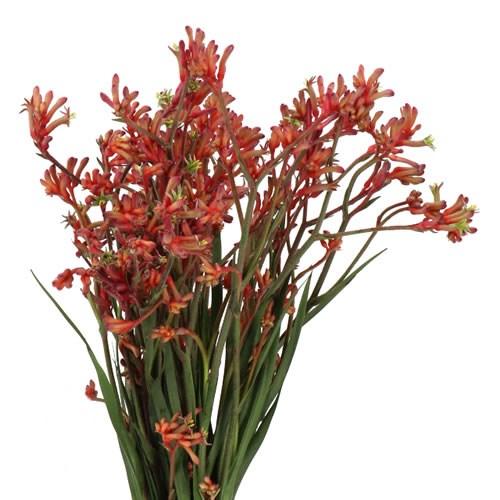Anigozanthos Hybrid 'Regal Velvet'