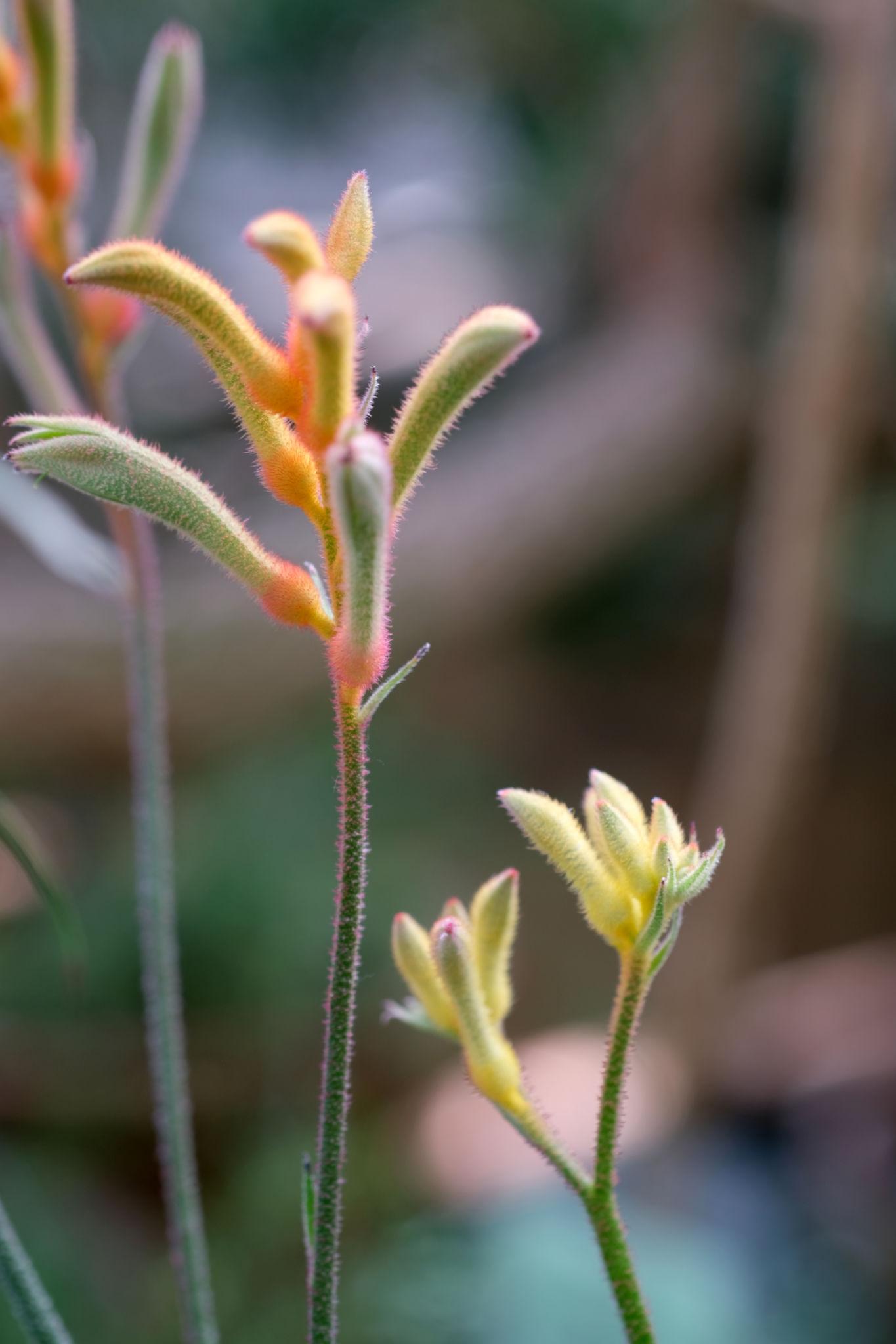 Anigozanthos Landscape Tangerine (Kangaroo Paw)