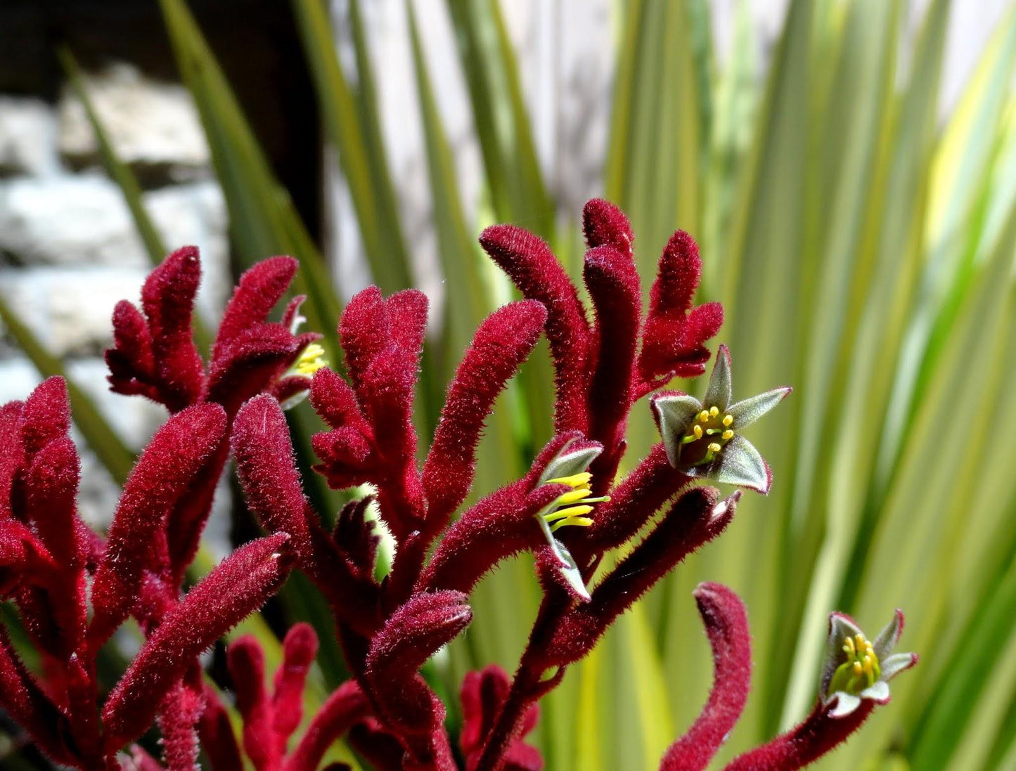 Anigozanthos Hybrid ‘Ruby Velvet’ (Ruby Velvet Kangaroo Paw)