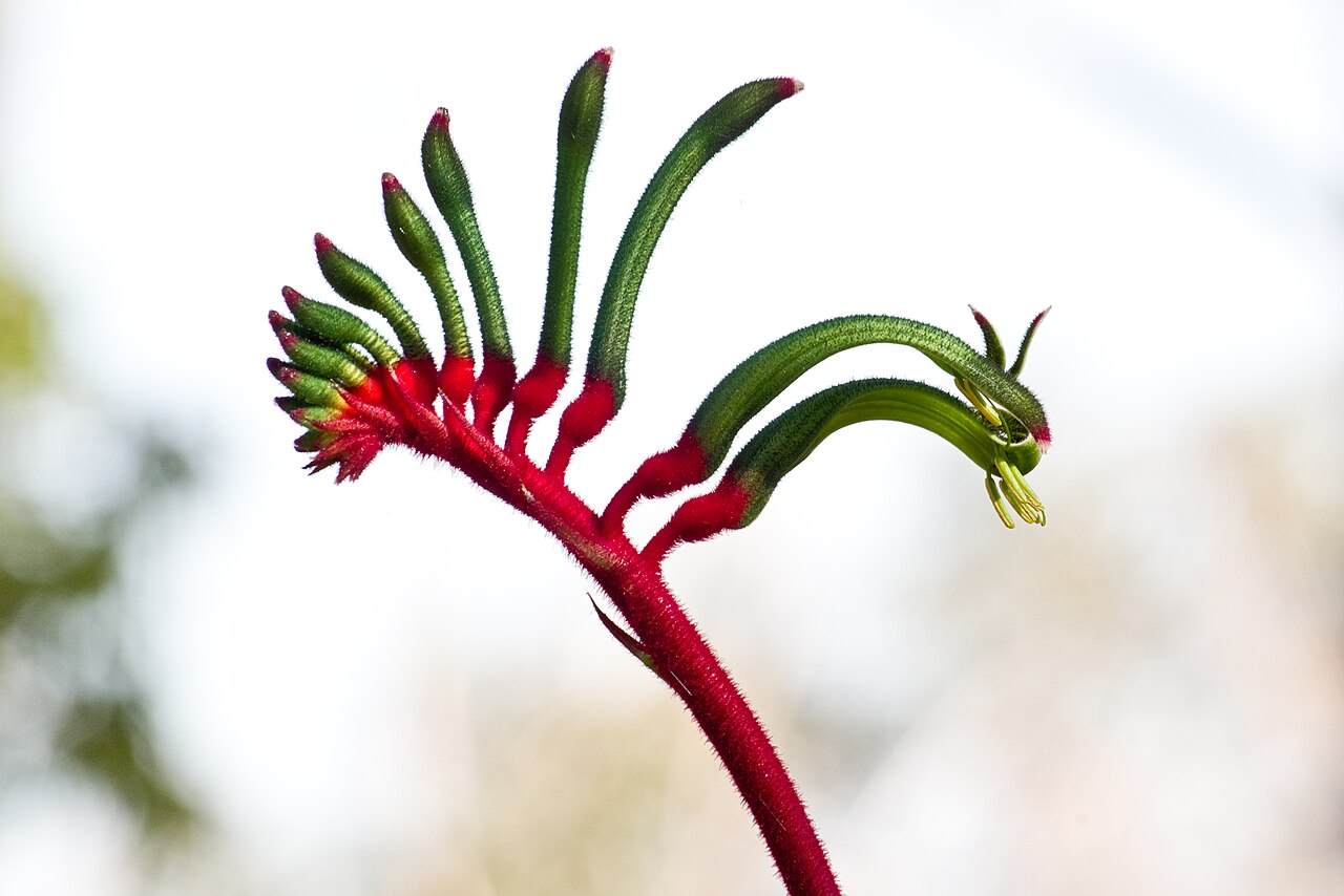 Anigozanthos Manglesii (Mangles Kangaroo Paw)