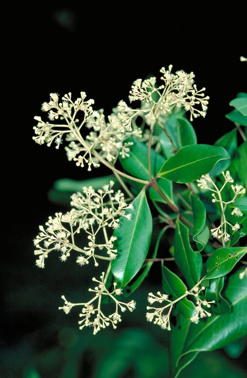 Acmena Hemilampra (Blush Satinash)