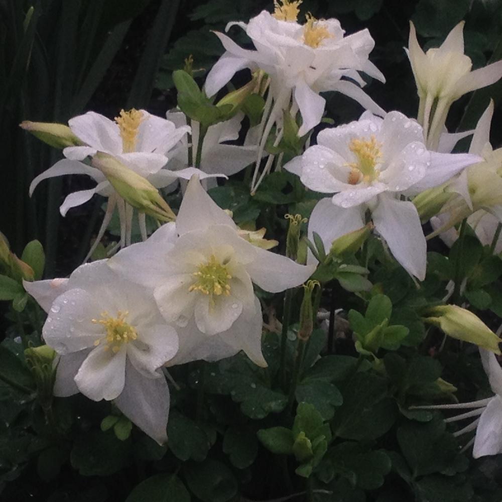 Aquilegia X Caerulea ‘Origami White’ (Columbine)