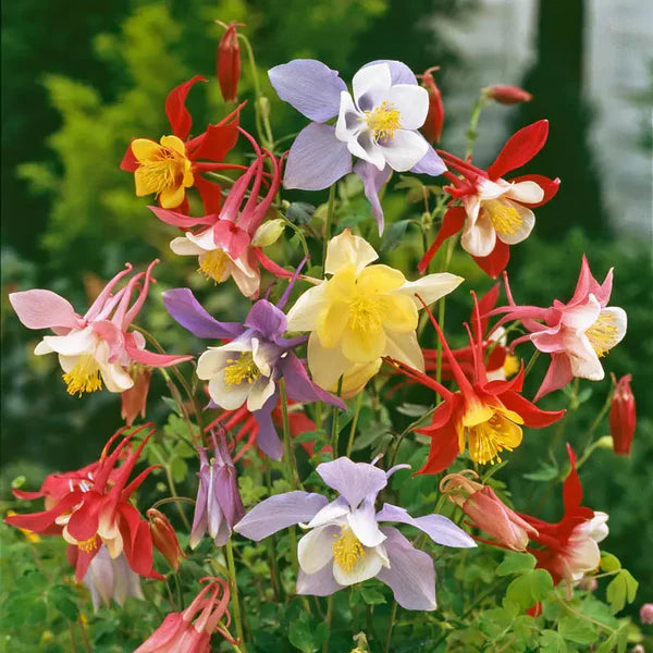 Aquilegia × Hybrida ‘McKana Giants’ (McKana Giants Columbine)