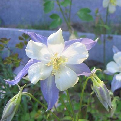 Aquilegia × Hybrida ‘Origami Blue And White’