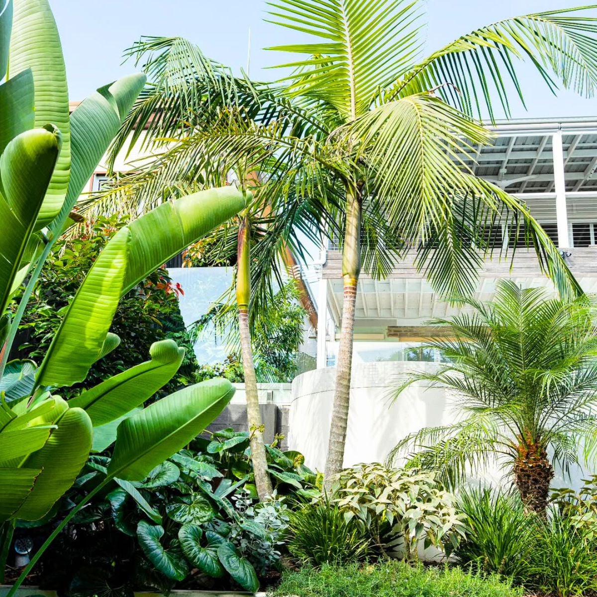 Archontophoenix Cunninghamiana (Bangalow Palm)