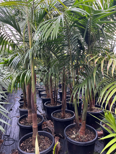 Archontophoenix Cunninghamiana (Bangalow Palm)