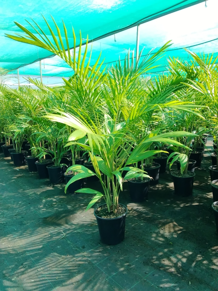 Archontophoenix Cunninghamiana (Bangalow Palm)