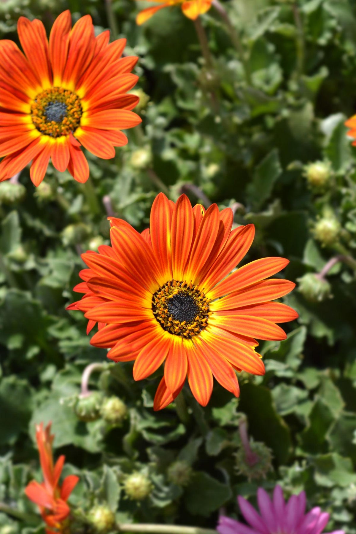 Arctotis ‘Fireball’ (African Daisy)