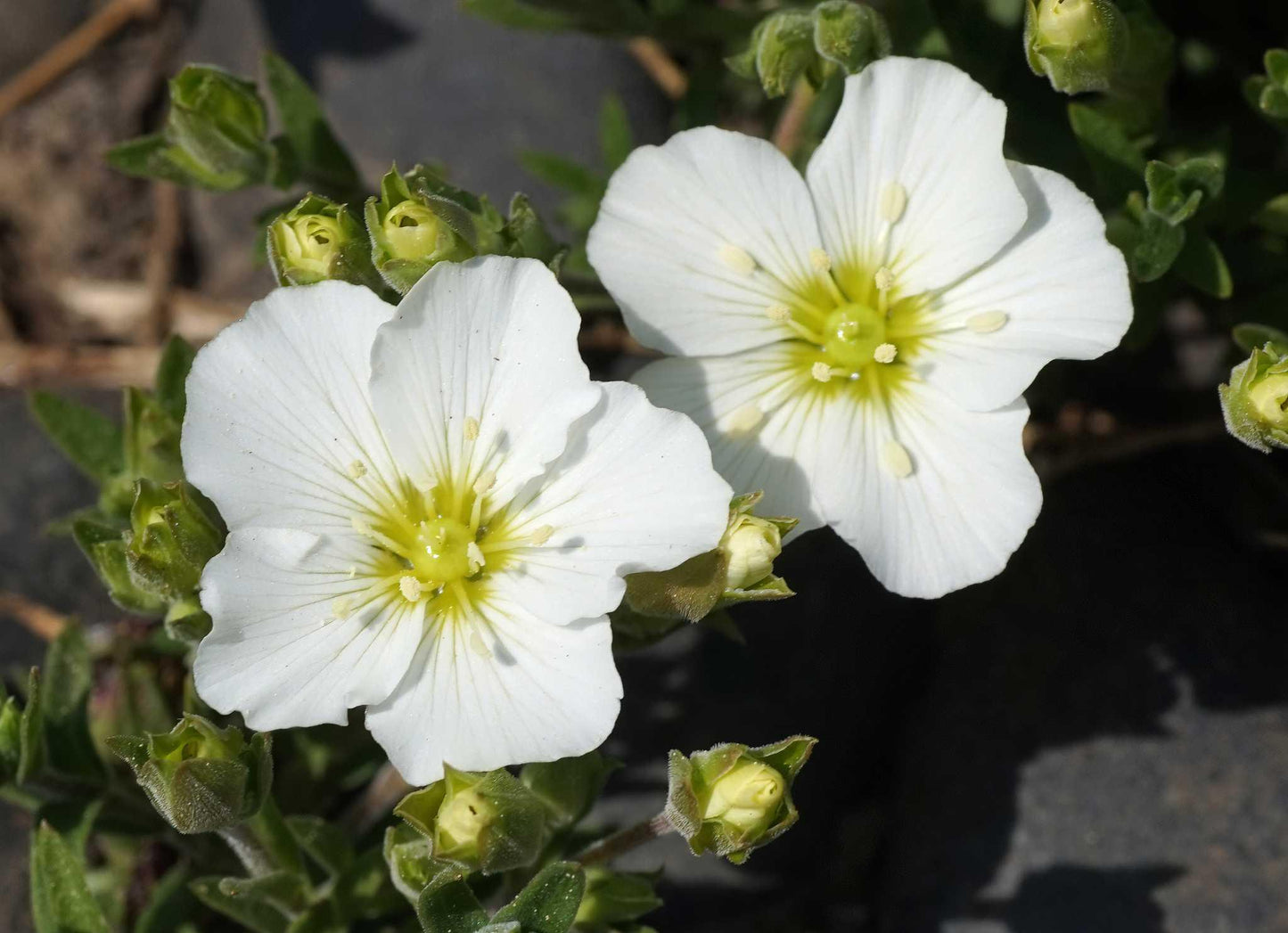 Arenaria Montana (Mountain Sandwort)